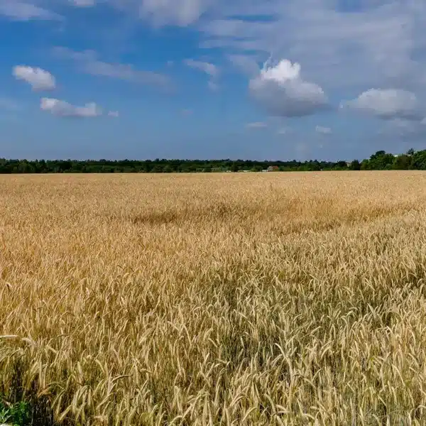 Getreide-Feld im Gebiet Buckower Felder