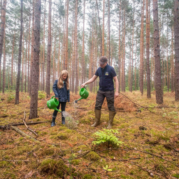Ein Mädchen und ein Mitarbeiter der Schutzgemeinschaft Deutscher Wald gießen einen jungen Laubbaum