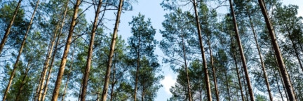 Blick in die Baumkronen im Stadtwerke-Wald in Basdorf