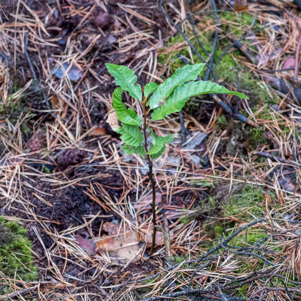 Setzling im Stadtwerke-Wald